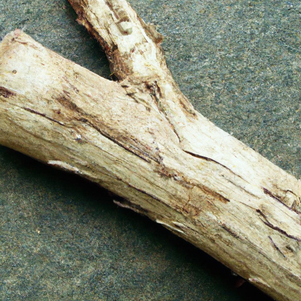 Está Errando Na Poda? Veja o Método Que Funciona Sempre